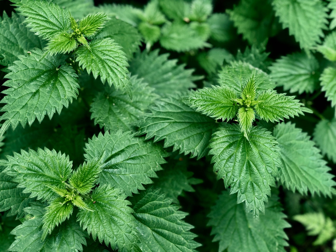 3 Stinging Nettle Recipes