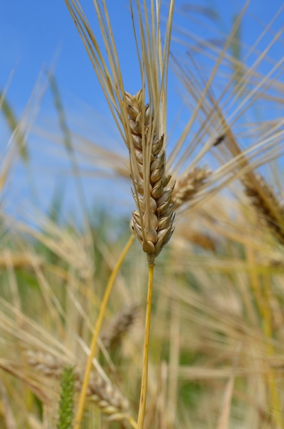 Faust barley is just one of the heritage grains being grown at Against the Grain Farm.