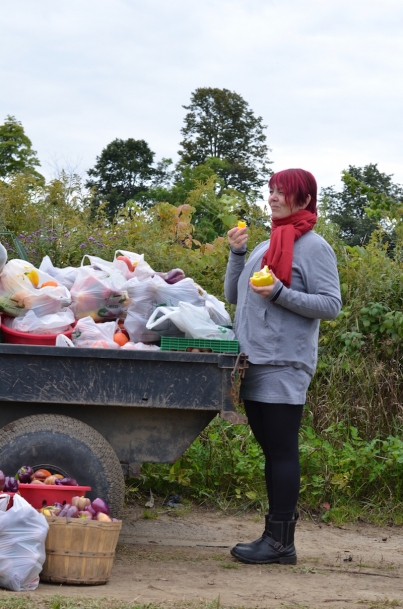 Gleaning refers to the collection of leftover crops from farmers’ fields after they have been commercially harvested. 
