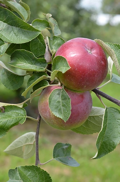 McIntosh Apples Information and Facts