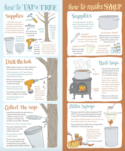 Maple Syruping: How to Tap a Tree and Make Syrup