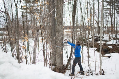 André Rieux gathering maple sap at Cartwright Springs Brewery