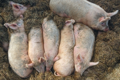pigs sleeping at Mariposa Farm