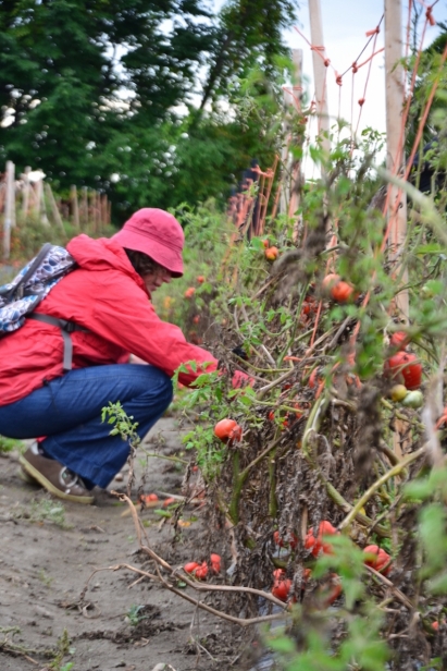 Through the Parkdale Food Centre’s gleaning program, clients will now have opportunities to visit the very farms where our local produce is grown.