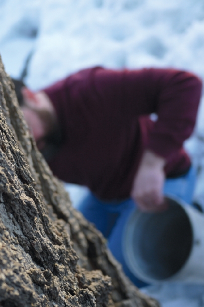 Urban tree tapping for maple syrup